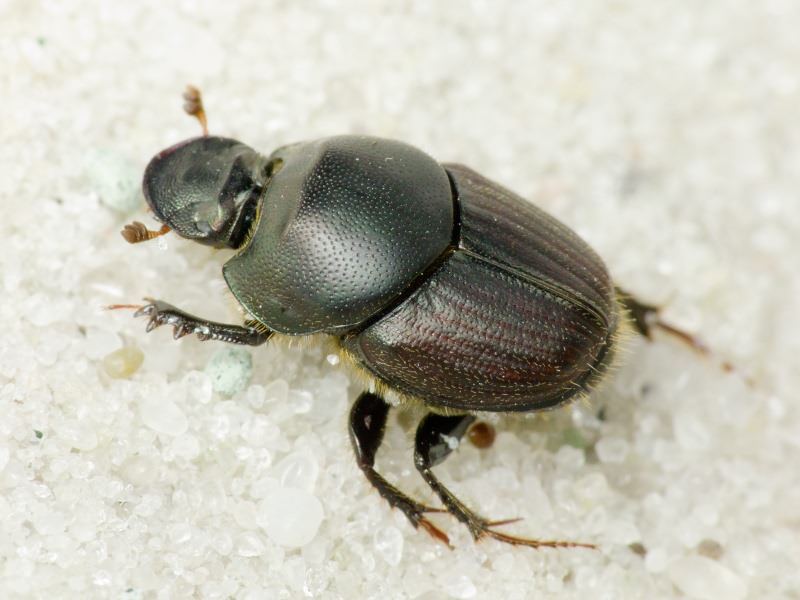 Onthophagus illyricus (Scopoli, 1763)